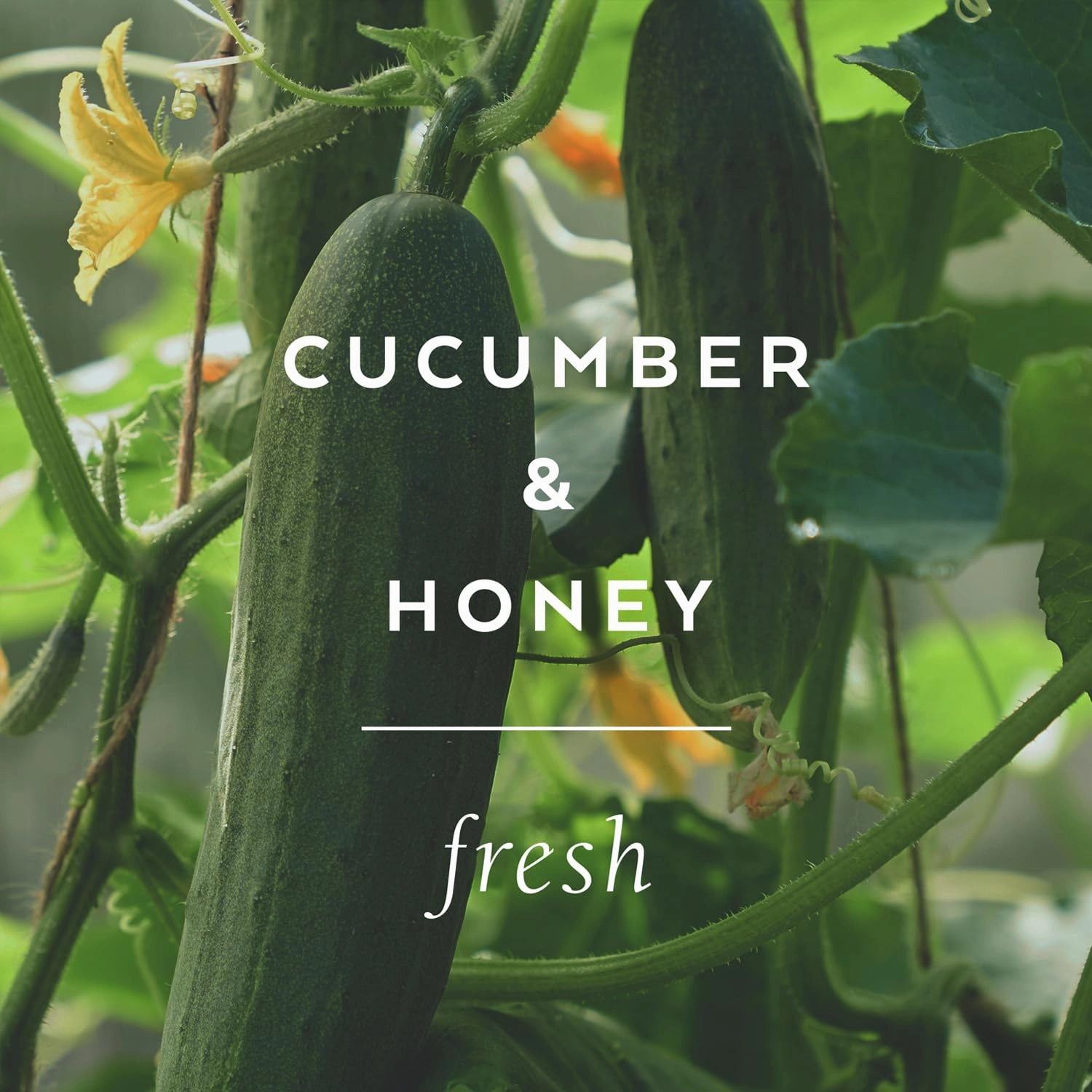Cucumber & Honey Handcreme, 4 oz. – Hand Lotion for Women, Hand Cream for Dry Cracked Hands, Moisturizing Hand Cream, Shea Butter Lotion, Paraben Free & Vegan